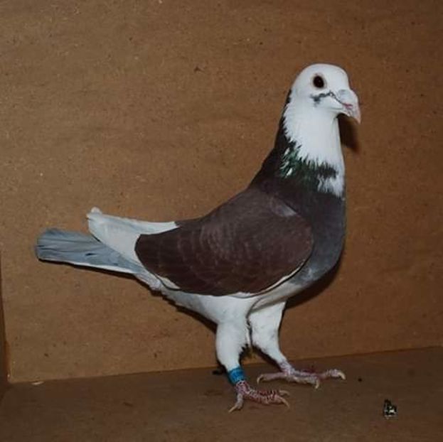  - NU AMI APARTIN 2020