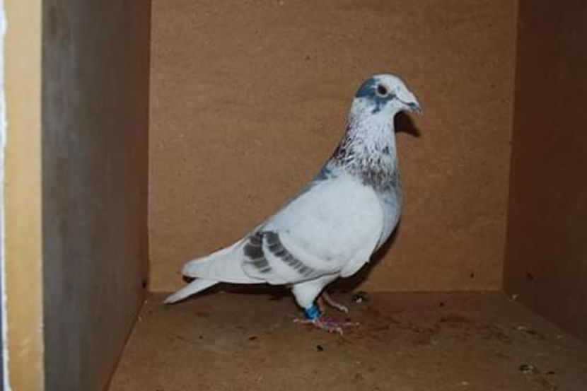  - NU AMI APARTIN 2020