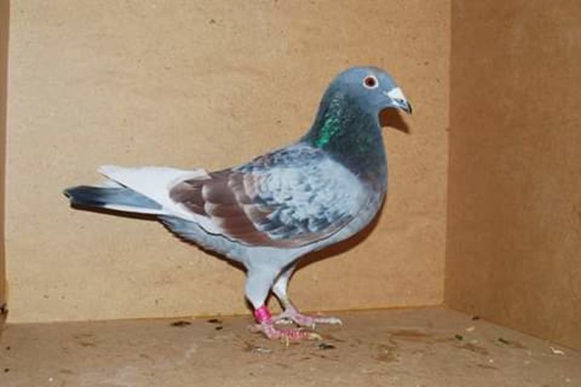  - NU AMI APARTIN 2020