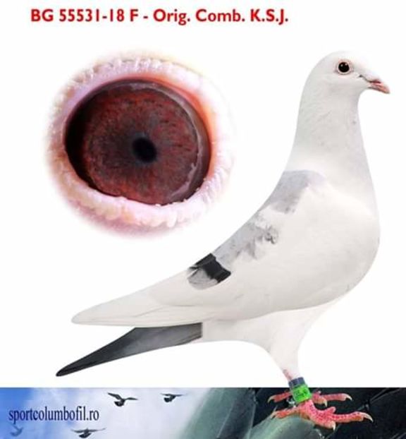  - NU AMI APARTIN 2020