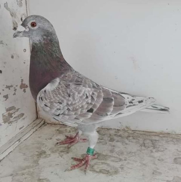  - NU AMI APARTIN 2020