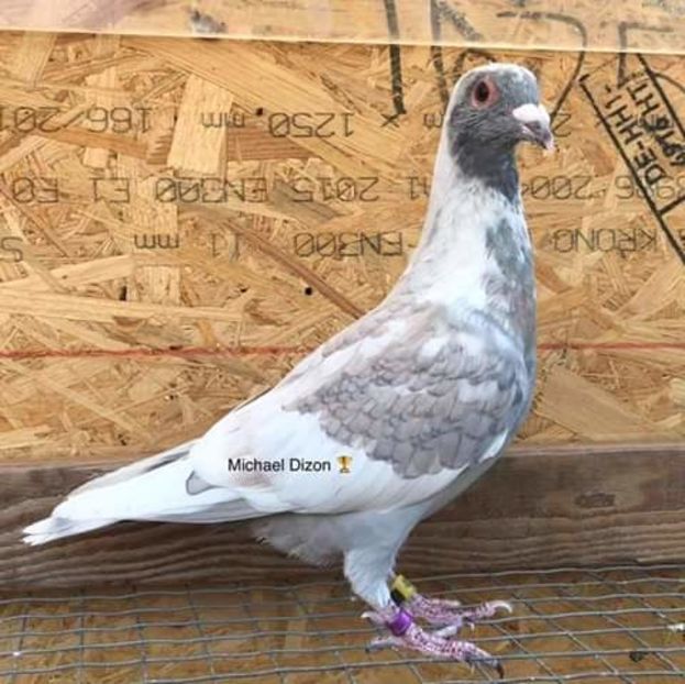  - NU AMI APARTIN 2020