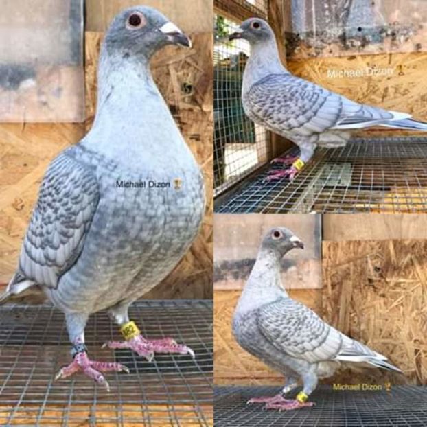  - NU AMI APARTIN 2020