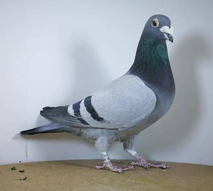  - NU AMI APARTIN 2020