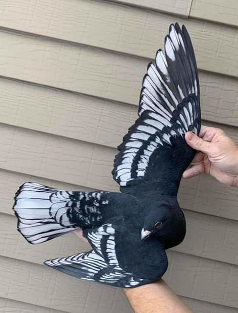  - NU AMI APARTIN 2020