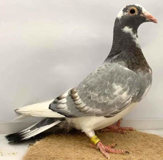  - NU AMI APARTIN 2020