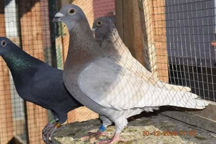  - NU AMI APARTIN 2020