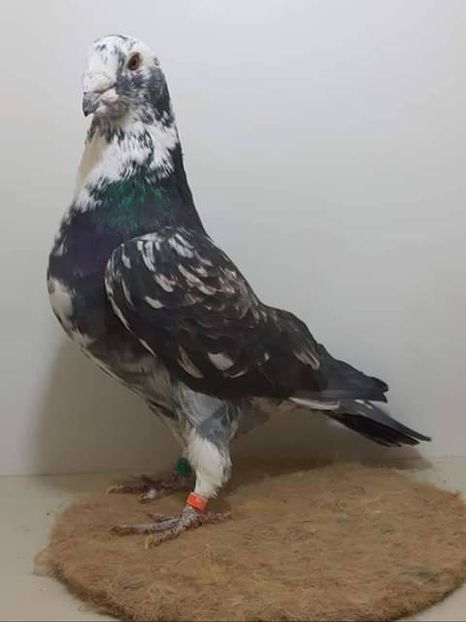  - NU AMI APARTIN 2020