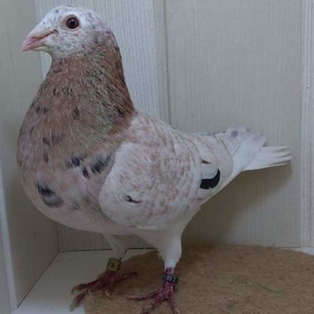  - NU AMI APARTIN 2020