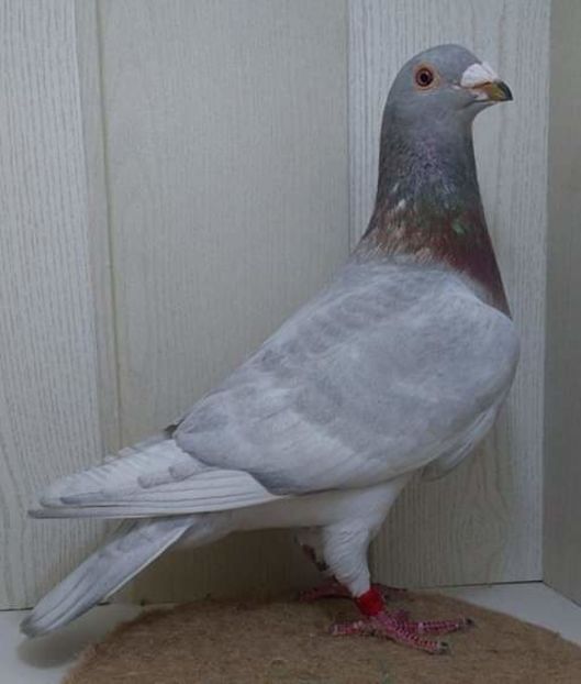  - NU AMI APARTIN 2020