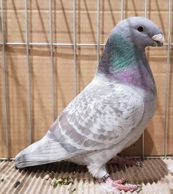  - NU AMI APARTIN 2020