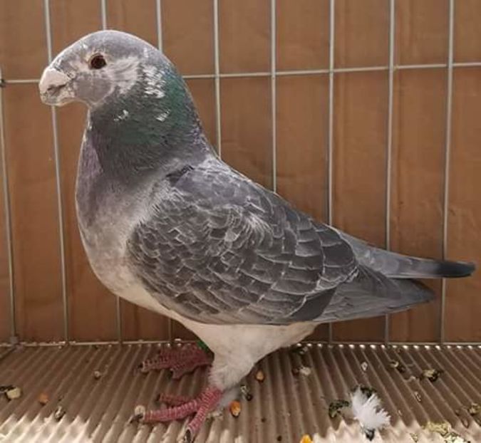  - NU AMI APARTIN 2020