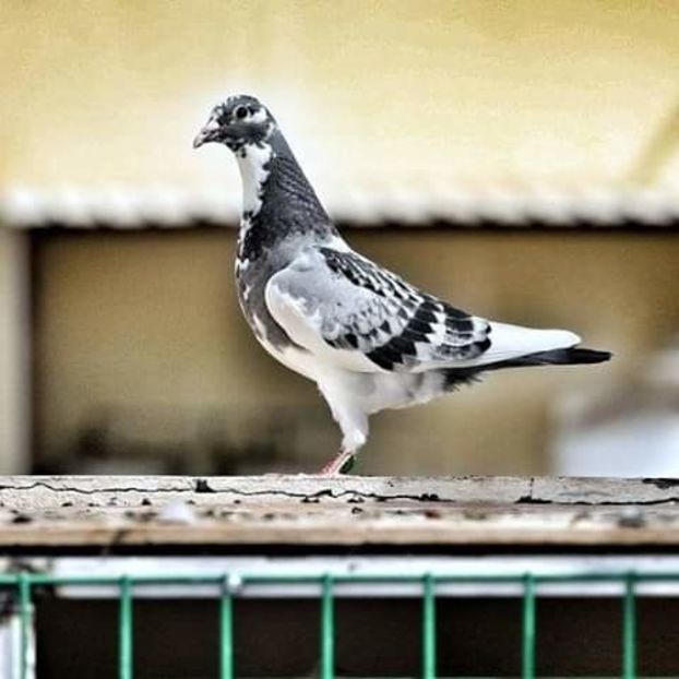  - NU AMI APARTIN 2020