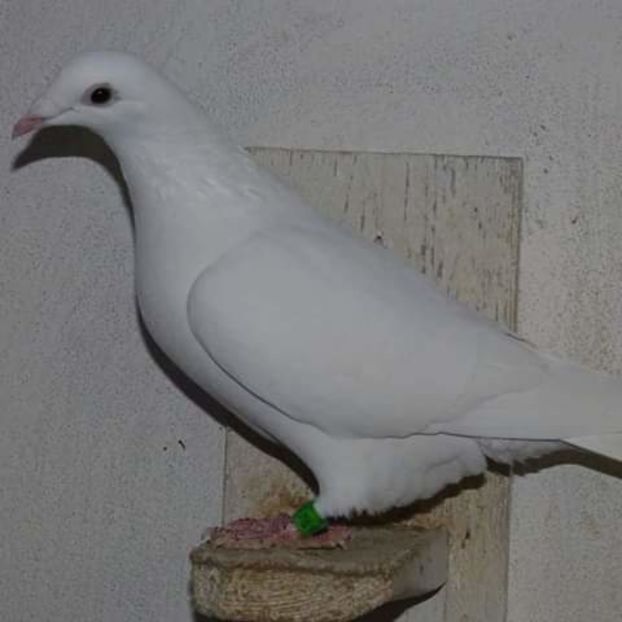  - NU AMI APARTIN 2020