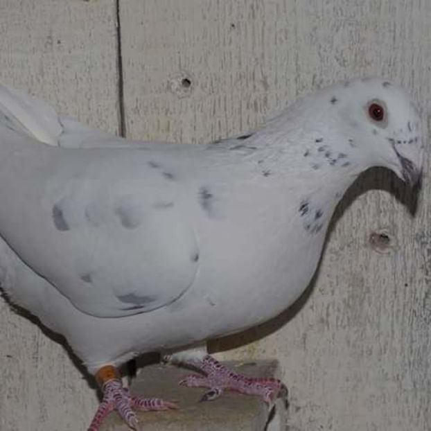  - NU AMI APARTIN 2020