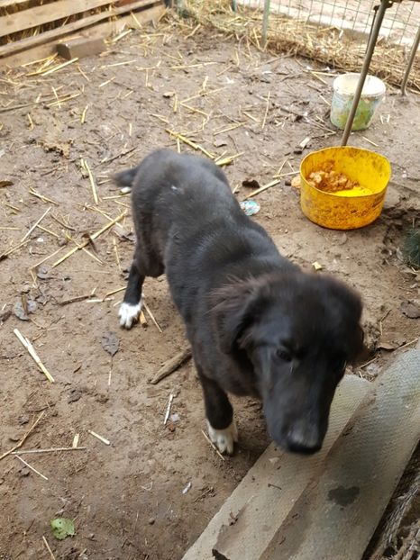  - Ciobanesti de bucovina