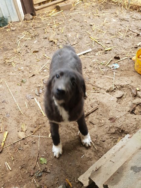  - Ciobanesti de bucovina