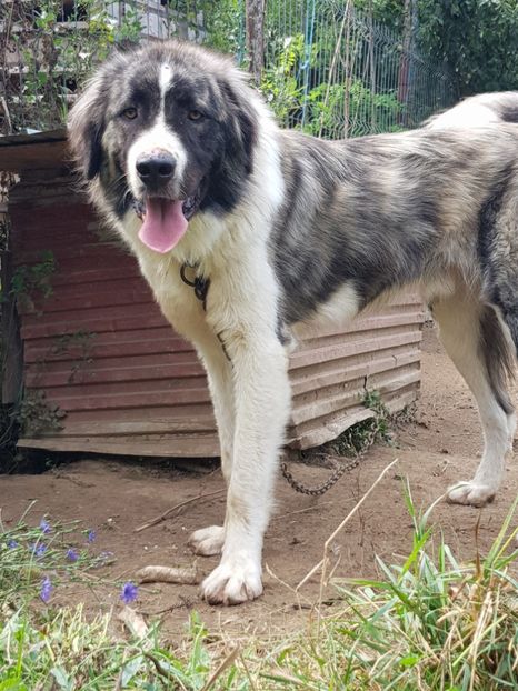  - Ciobanesti de bucovina