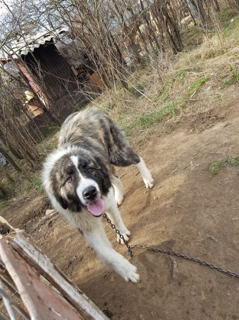  - Ciobanesti de bucovina