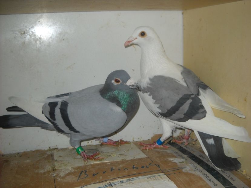  - PORUMBEI VANDUTI 2
