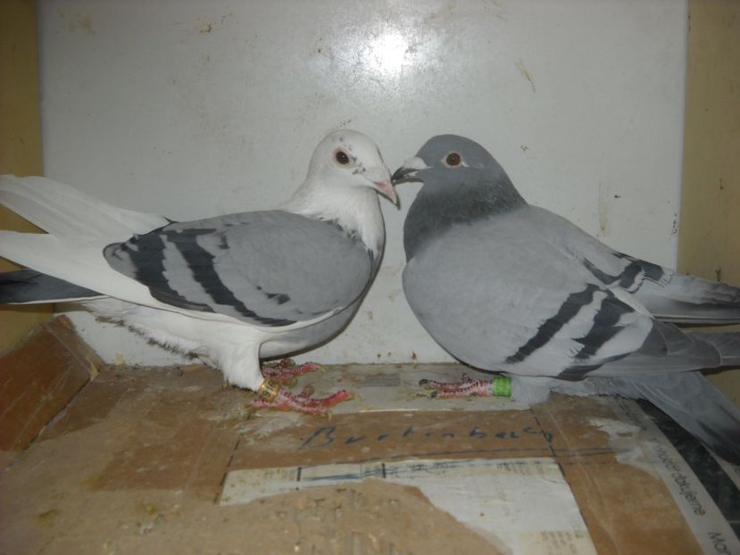  - UNDEVA IN SUCEAVA arhiva