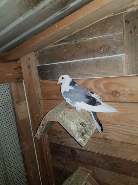 received_2452044524876961 - Gălățeni