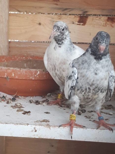 received_379318966273798 - Pakhistanezi