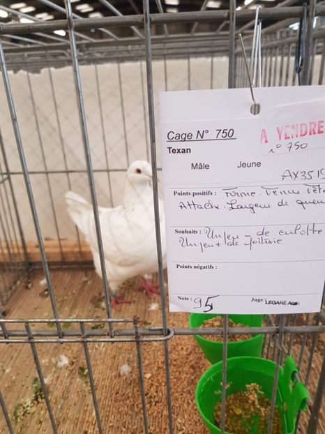 received_580477979444186 - Texan