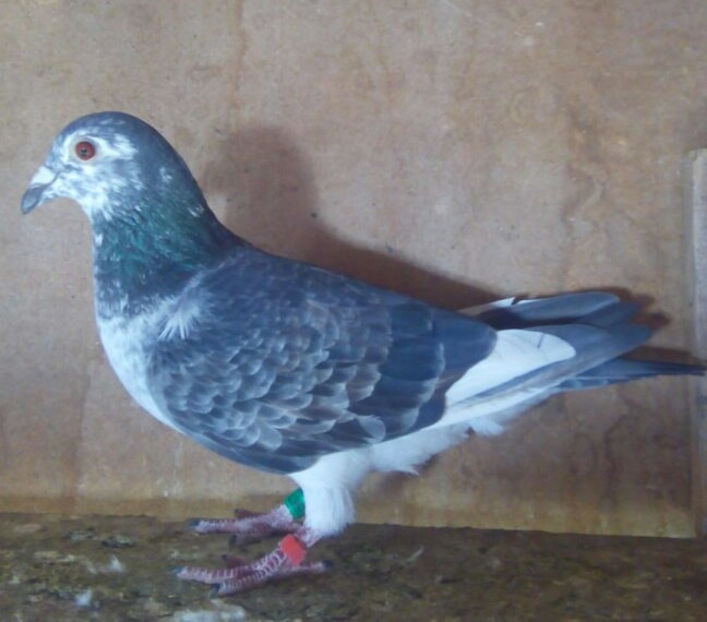 Femela 18-627...-Gheboieni - Porumbei vanduti