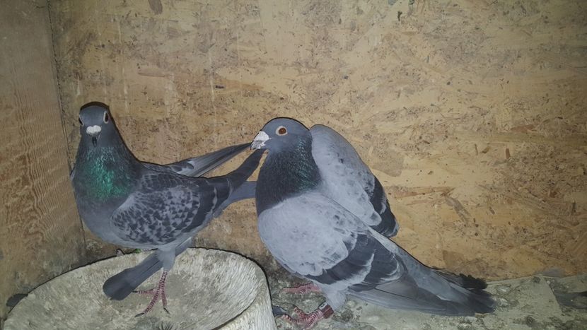  - Perechi matca 2020