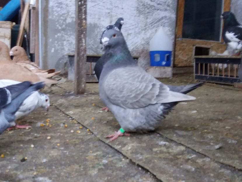  - Porumbei americani