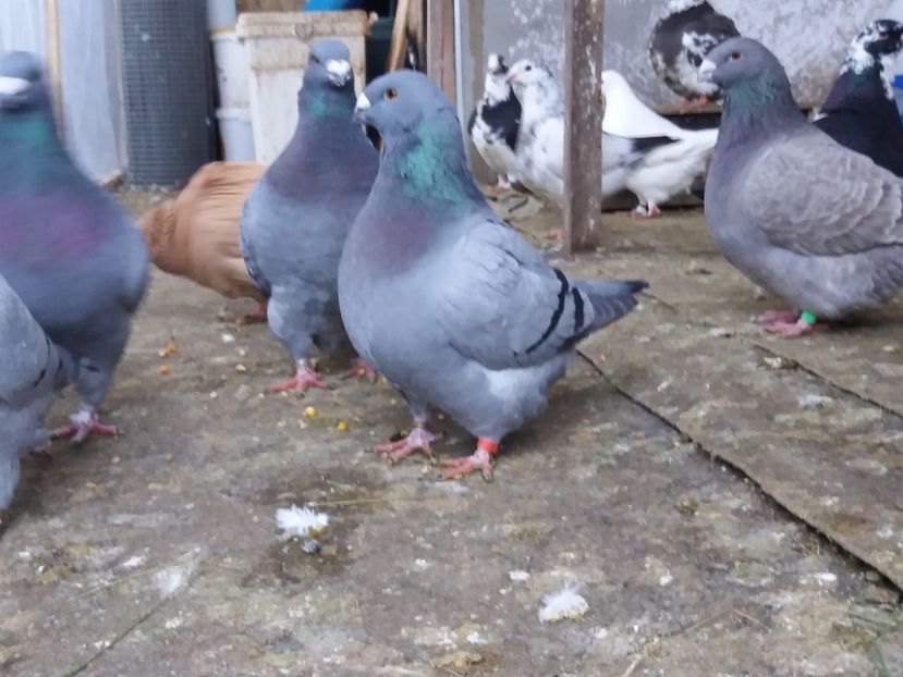 F-2018 - Porumbei americani