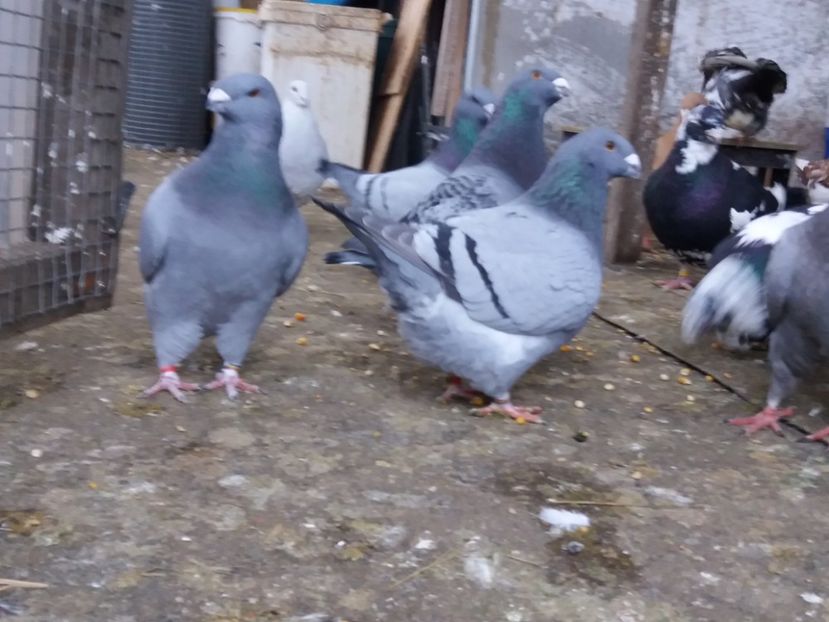  - Porumbei americani