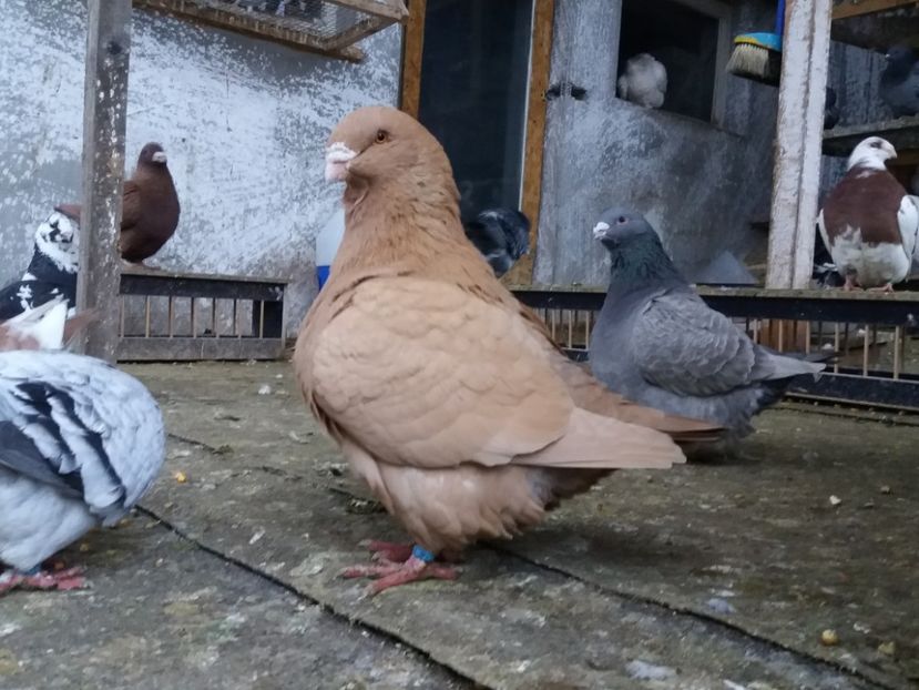  - Porumbei americani