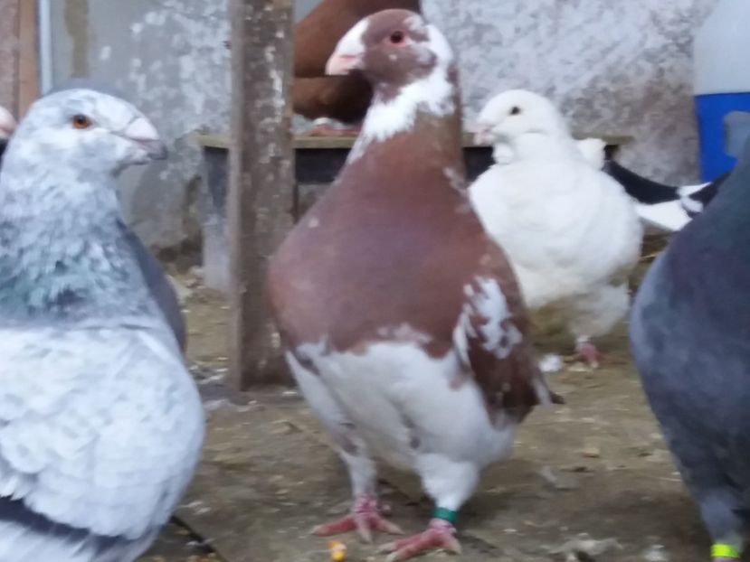  - Porumbei americani