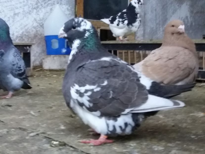  - Porumbei americani