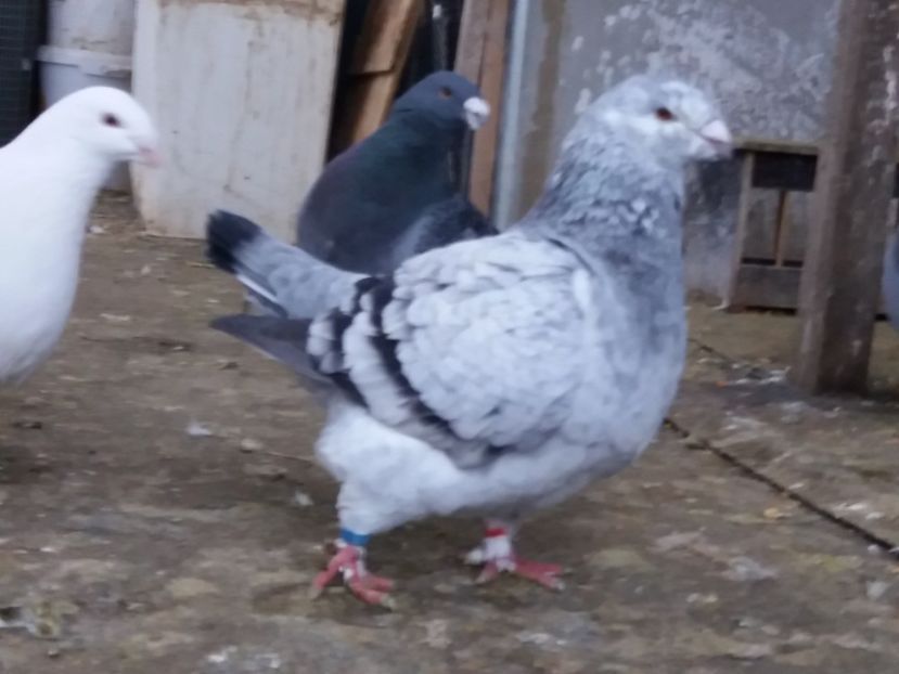  - Porumbei americani