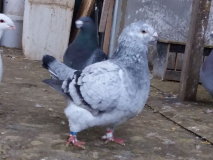 F-2018 - Porumbei americani