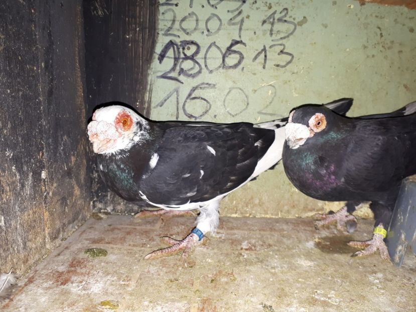  - J _ carunculați 2020