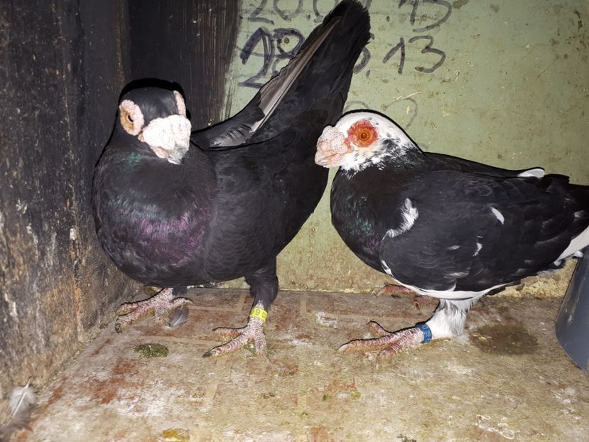  - J _ carunculați 2020