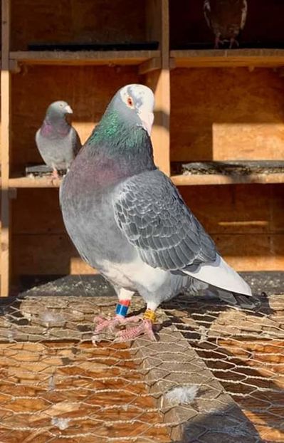  - NU AMI APARTIN 2020