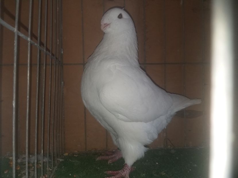 M 2019 - AMERICANI MATCA 2020