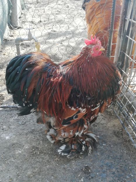  - 2020 Cohin Portelan