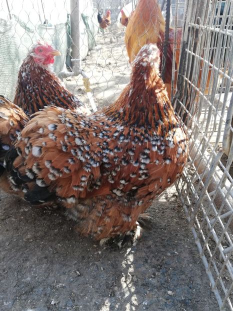  - 2020 Cohin Portelan