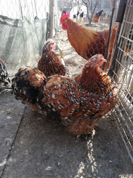  - 2020 Cohin Portelan