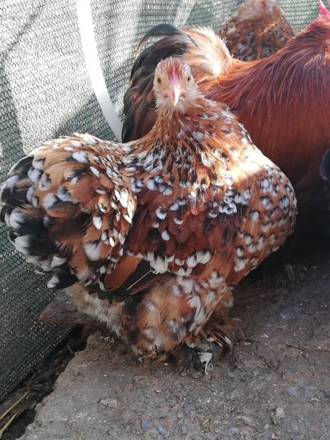  - 2020 Cohin Portelan