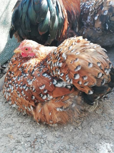  - 2020 Cohin Portelan