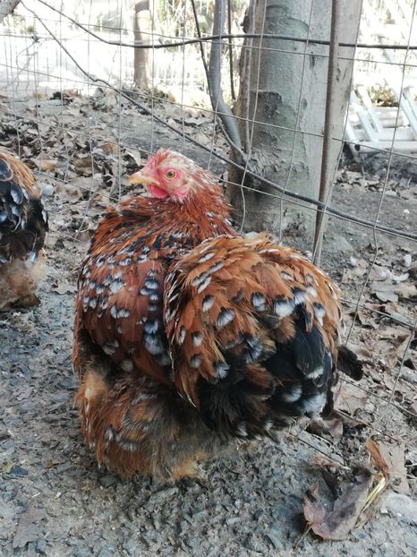  - 2020 Cohin Portelan