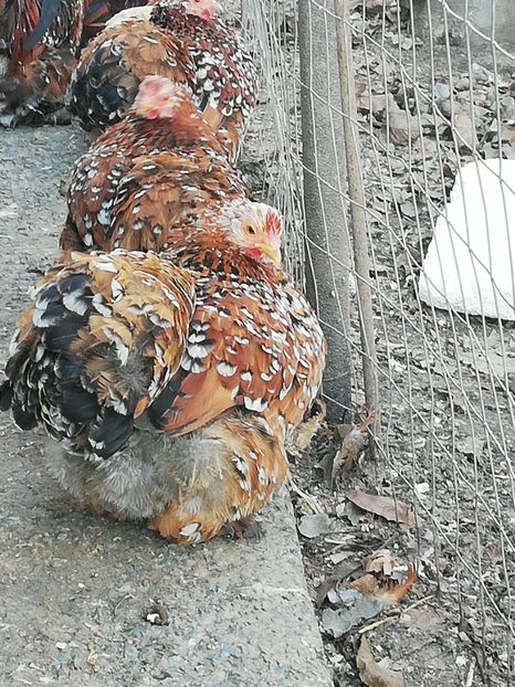  - 2020 Cohin Portelan