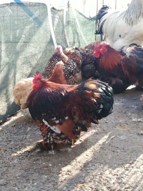  - 2020 Cohin Portelan